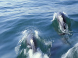В Крыму тренировка дельфинов для нужд ВМС Украины закончилась потерей трех "биологических боевых единиц"