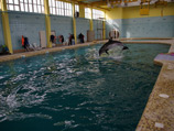 В Минобороны страны сообщение о пропаже дельфинов опровергли