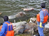 Свиные туши, обнаруженные на прошлой неделе в реке Хуанпу, все продолжают прибывать