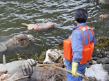 Китайские власти выловили из реки Хуанпу, снабжающей питьевой водой Шанхай, уже более семи с половиной тысяч свиных туш