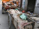 Количество мертвых свиней, выловленных в шанхайской реке, стремительно растет - их стало 7,5 тысяч