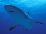 Внимание защитников прав животных привлекла смерть акулы. Хищница умерла 6 марта с признаками стресса во время подготовки к съемкам рекламы розничных магазинов Kmart в Лос-Анджелесе