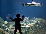 В США акула умерла от стресса во время съемок в рекламе. Защитники животных требуют разобраться В США акула умерла от стресса во время съемок в рекламе. Защитники животных требуют разобраться