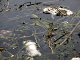 Количество мертвых свиней, плавающих в шанхайской реке, перевалило за 13 тысяч