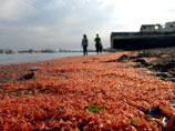 Тысячи мертвых креветок окрасили в красный цвет чилийский пляж (ВИДЕО)