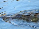 ВИДЕО: фотограф из  Коста-Рики в погоне за удачным кадром едва не угодил в пасть крокодилу