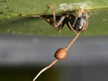 Или в бразильских тропических лесах есть вид грибов, управляющих муравьями