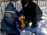 Заплутавшую в Саранске однорогую косулю спасли из "плена" школьного забора (ВИДЕО) Заплутавшую в Саранске однорогую косулю спасли из "плена" школьного забора (ВИДЕО)