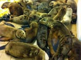 Ученые обеспокоены необычным явлением: на пляжи южной Калифорнии выбросило сотни умирающих от истощения детенышей морских львов