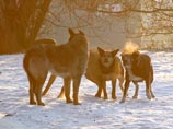 Стая бродячих собак с Колымы отправила шестилетнего мальчика в реанимацию Стая бродячих собак с Колымы отправила шестилетнего мальчика в реанимацию