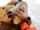 Бибера заставляют забрать свою обезьяну из питомника в Мюнхене