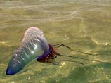 Токсичные медузы "португальские кораблики" в течение последних дней атакуют пляжи провинций Кадис и Уэльва, расположенных на юго-западе Испании. Городские администрации решили установить "красные флажки", запрещающие купание в опасных зонах