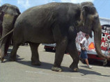 В США циркового слона подстрелили из окна проезжавшего мимо автомобиля