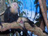 Британка Чапман написала книгу о том, как ее воспитала стая обезьян в джунглях Колумбии