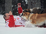 "Ангел на снегу": иностранцы и россияне по-разному поразмышляли над фотосессией Путина с собаками
