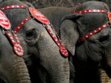 За помощь в поимке подстреливших слона в США назначена награда в 33 тысячи долларов