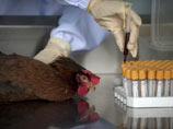 Число жертв нового птичьего гриппа в Китае возросло до 14, заболевших - уже 63
