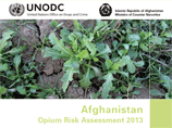 В этом году в Афганистане ожидается рекордный урожай опийного мака, доклад с таким заключением опубликовали представители управления ООН по наркотикам и преступности на сайте организации