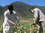 Афганистан до сих пор находится впереди всей планеты по производству опиума. При этом большая часть наркотика идет на экспорт - при благоприятных климатических условиях и отсутствии вредителей, 90% всего опийного мака отправляется за пределы Афганистана