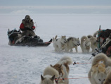 Арктическую экспедицию Федора Конюхова и Виктора Симонова преследует белый медведь