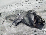 На пляж Новой Зеландии выбросило девятиметрового "доисторического монстра" (ВИДЕО)