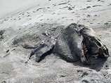 На пляж Новой Зеландии выбросило девятиметрового "доисторического монстра" (ВИДЕО) На пляж Новой Зеландии выбросило девятиметрового "доисторического монстра" (ВИДЕО)