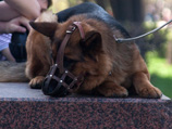 На фотографиях детально запечатлен процесс осмотра тяжелой техники Федеральной службой охраны РФ, в которую также входят собаки