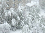 В Алтайском крае +30 сменились снегом: оборвало линии электропередач