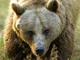 В Иркутской области полицейский застрелил из "Калашникова" медведя, бросившегося на людей