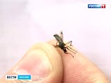 Столицу одолевают комары-толстоножки. Они безопасны и скоро улетят, успокаивают биологи Столицу одолевают комары-толстоножки. Они безопасны и скоро улетят, успокаивают биологи