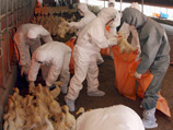 В КНДР массово уничтожают уток, опасаясь эпидемии птичьего гриппа