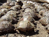 На оренбургской помойке нашли под сотню погибших контрабандных черепах