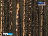 В ближайшее время в Московском регионе могут разгореться сильные пожары, этому способствует тот факт, что площадь еловых лесов, погибших из-за нашествия короеда-типографа, достигает 40 тыс. гектаров