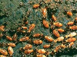 "Термит-апокалипсис" в США: тучи насекомых оккупировали южные штаты страны (ВИДЕО)