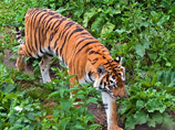 В Британии тигр загрыз работницу зоопарка