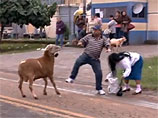 Бразильский козел стал героем YouTube, устроив "террор" на улице (ВИДЕО)