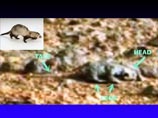 Японец обнаружил "космическую ящерицу" на ФОТО, сделанном на Марсе