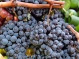 Онищенко: в Грузии "портят" виноград, превращая его в вино, да и "Боржоми" уже не тот