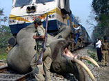 В Индии халатность машиниста поезда привела к гибели четырех слонов