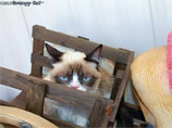 Известный герой интернета - кошка Grumpy Cat - снимется в семейной комедии