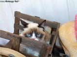 Известный герой интернета - кошка Grumpy Cat - снимется в семейной комедии Известный герой интернета - кошка Grumpy Cat - снимется в семейной комедии