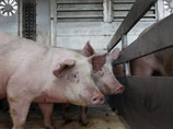Минсельхоз в конце мая оценил прямой ущерб России от африканской чумы свиней с 2008 года в сумму свыше 2 млрд рублей. За этот период было уничтожено более 400 тыс. голов свиней