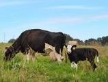 Закон с необычным названием был принят в Мекленбурге в 1999 году в целях предотвращения распространения коровьего бешенства