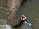 Слон из эстонского цирка умер перед купанием в реке