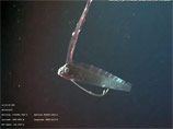 Сельдяного короля или рыбу, известную по старинным легендам как "морской змей", впервые удалось снять на видео в естественной среде обитания