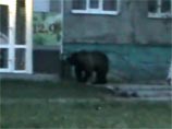 Полиции Нижневартовска пришлось выгонять с территории детского сада голодного медведя (ВИДЕО)