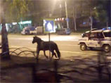В Сыктывкаре спасатели гонялись за буйной лошадью, на рассвете атаковавшей цветочный магазин