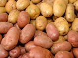 Россельхознадзор: из Европы в Россию поступает зараженный картофель