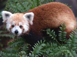 "Сноуден из зоопарка": в Вашингтоне несколько часов искали сбежавшую красную панду