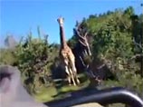 Дикий жираф, преследующий туристов на сафари, стал героем "вирусного" ВИДЕО